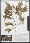 Foto von Salix myrsinites L.